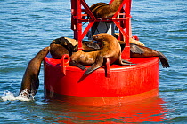 Steller sea lion (Eumetopias jubatus) sunning on channel buoy, Petersburg, Alaska, USA, August.