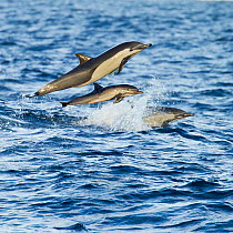 Short-beaked common dolphin (Delphinus delphis) leaping over waves, Baja, California, USA, January.