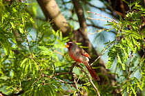 Pyrrhuloxia (Cardinalis sinuatus) in tree near pond, Madera Canyon, Arizona, USA. April.