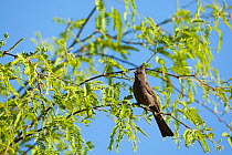Northern phainopepla (Phainopepla nitens) female in tree, Madera Canyon, USA. April.