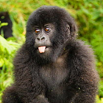 Mountain gorillas (Gorilla beringei beringei) baby sticking out tongue, Volcanoes National Park / Parc National des Volcans, Rwanda.