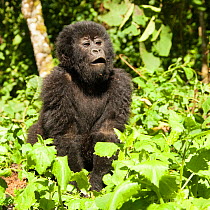 Mountain gorilla (Gorilla beringei beringei) baby in day nest, Kwitonda Group, Volcanoes National Park / Parc National des Volcans, Rwanda, Africa
