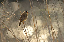 Sedge warbler (Acrocephalus schoenobaenus) singing with bokeh effect in background,Norfolk, England, UK, May. Winner of the Birds in Environment Category of the Bird Photographer of the Year 2015.