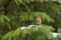 Robin (Erithacus rubecula) resting on (Pinus sp) Black Isle, Scotland, UK April