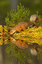 Red squirrel (Sciurus vulgaris) having a drink, Black Isle, Scotland, UK. October
