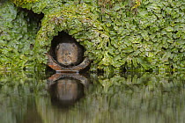 Water vole (Arvicola amphibius) sitting in water pipe, Kent, UK February