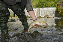 Barbel (Barbus barbs) caught by angler and being released from urban river, Greater Manchester, UK May