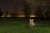 Red fox (Vulpes vulpes) adult at  night with train in background, Kent, UK. May