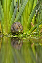 Water vole (Arvicola amphibius) feeding on aquatic plant, Kent, UK May (This image may be licensed either as rights managed or royalty free.)