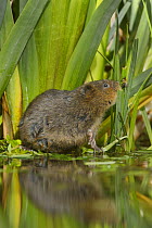 Water vole (Arvicola amphibius) profile by reeds, Kent, UK May