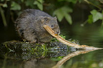Water vole (Arvicola amphibius) collecting nesting material, Kent, UK May