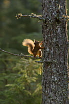 Red squirrel (Sciurus vulgaris) half way up Scots pine (Pinus sylvestris) Black Isle, Scotland, UK. October