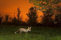Red fox (Vulpes vulpes) in field at sunset, Kent, UK May