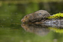 Water vole (Arvicola amphibius) about to enter water, Kent, UK May