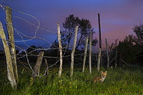 Red fox (Vulpes vulpes) 6 week old cub by fence on edge of railway embankment, Kent, UK May
