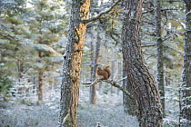 Red squirrel (Sciurus vulgaris) up (Pinus sp) tree in snow covered forest, Black Isle, Scotland, UK. February