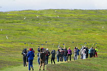 Tourists carrying sticks to deter Arctic terns (Sterna paradisaea) from attacking them. Vigur Island, Westfjords, Iceland. July