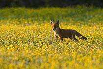 Red fox (Vulpes vulpes) 8 week old cub in flower meadow,  Kent, UK May