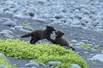 Arctic fox (Alopex lagopus) cubs playing on beach. Hornvik, Hornstrandir, Westfjords, Iceland. July