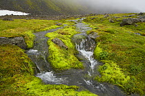 Meltwater stream, Hornvik, Hornstrandir, Iceland. July