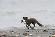 Arctic fox (Alopex lagopus) adult male carrying dead Puffin along beach, Hornvik, Hornstrandir, Westfjords, Iceland. July