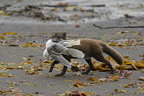 Arctic fox (Alopex lagopus) adult male carrying dead Kittiwake (Rissa tridactylus) along beach, Hornvik, Hornstrandir, Westfjords, Iceland. July