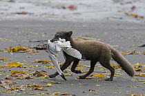 Arctic fox (Alopex lagopus) adult male carrying dead Kittiwake (Rissa tridactylus) along beach, Hornvik, Hornstrandir, Westfjords, Iceland. July
