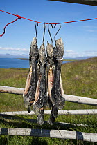 Lumpsucker fish (Cyclopterus lumpus) drying in sun, traditional method of drying fish, Flatey Island, Breioafjorour, Iceland. July