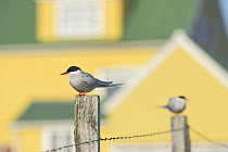 Arctic terns (Sterna paradisaea) with house in background, Flatey Island, Breioafjorour, Iceland. July