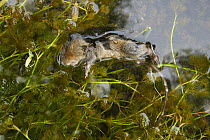 Water vole (Arvicola amphibius) dead juvenile floating on water, Kent, UK June