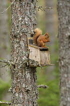 Red squirrel (Sciurus vulgaris) feeding on top of bird box, Black Isle, Scotland, UK. March
