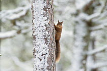 Red squirrel (Sciurus vulgaris) climbing (Pinus sp) tree in winter, Black Isle, Scotland, UK. February