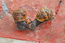 Garden Snails (Helix aspersa) mating pair, Brockley, Lewisham, London. May