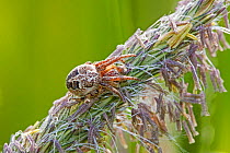 Orb-weaving spider (Larinioides) on meadow foxtail Sutcliffe Park Nature Reserve, Eltham, London. May