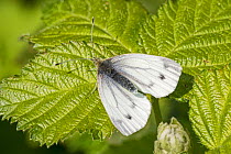 Small white butterfly (Pieris rapae) female, Brockley Cemetery, Lewisham, London. May