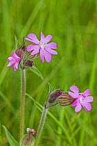 Red Campion  (Silene dioica) Sutcliffe Park Nature Reserve, Eltham May