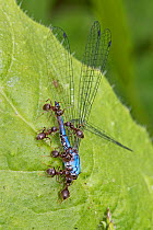 Small black ants (Lasius niger) carrying a dead male Common Blue damselfly (Enallagma cyathigerum) Sutcliffe Park Nature Reserve, Eltham, London, UK. May