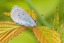 Holly blue butterfly (Celastrina argiolus) male, Brockley Cemetery, Lewisham, London. May.
