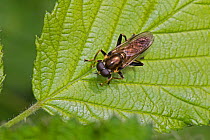 Hoverfly (Xylota segnis) Brockley Cemetery, Lewisham, London. May.
