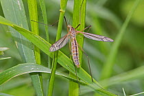Cranefly (Tipula paludosa) female,  Brockley Cemetery, Lewisham, London. May.