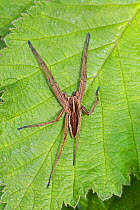 Nursery web spider (Pisaura mirabilis) male, Brockley Cemetery, Lewisham, London. May.