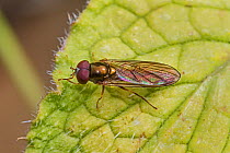 Hoverfly (Melanostoma scalare) Brockley, Lewisham, London. April.