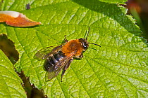 Early mining bee (Andrena haemorrhoa)  Brockley Cemetery, Lewisham, London. May