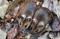 Wood mice (Apodemus sylvaticus) two side by side, Dorset, UK April.