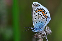 Silver-studded blue butterfly (Plebejus argus) at rest. Dorset, UK, June.