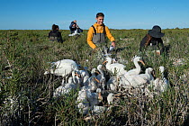 Scientists ringing Spoonbill (Platalea leucorodia) chicks at nests, Camargue, France, May.