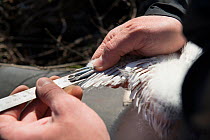 Conservationist ringing and measuring Spoonbill (Platalea leucorodia) Saintes-Maries de la Mer, Tour du valat, Camargue, France, May.