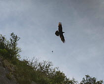 Raven (Corvus corax) and House martin (Delichon urbicum) flying, Oppedette Canyon, Haute Provence, France, April.