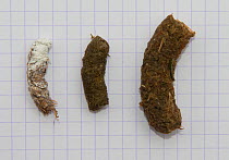 Faeces of different grouse species, from the left  Hazel grouse (Tetrastes bonasia), Western capercaillie (Tetrao urogallus) female, and male. Jura, France, April.