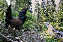 Western capercaillie (Tetrao urogallus) male displaying at lek, Jura Mountains, Switzerland.